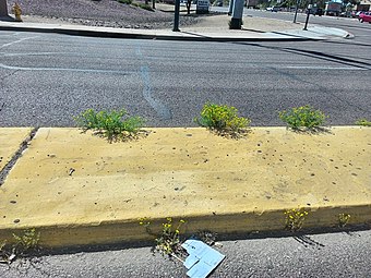 Growing along street in Phoenix, Arizona