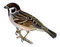 Eurasian tree sparrow Passer montanus