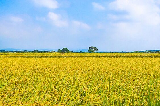 Yellow rice paddy fields with afternoon blue skies on north bank of Dajia River in Houli Dist., Taichung City