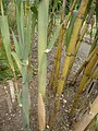 Caña de castilla (Arundo donax)