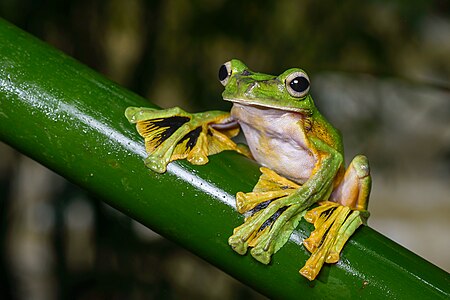 Rhacophorus nigropalmatus (Wallace's flying frog)