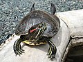 Trachemys scripta elegans (basking)