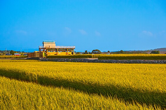 Yellow paddy fields with blue sky in Waipu dist., Taichung city. One local landmark of combined white pigeonry of blue roof and abandoned school bus included.