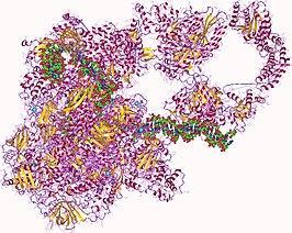 RNA-polymerase