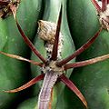 Spines closeup