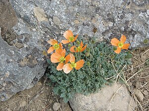 Habitus von Papaver lapeyrousianum