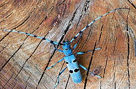 Croitorul fagului (Rosalia alpina)