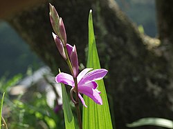 Bletilla striata