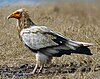 Egyptian vulture