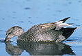 Gadwall Mareca strepera