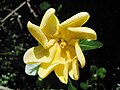 Gardenia volkensii flower