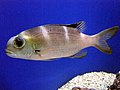 Humpnose big-eye bream (Monotaxis grandoculis)