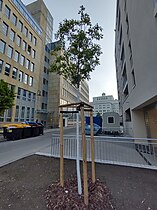 Triangular tree shelter made from thin logs in Leipzig, Germany