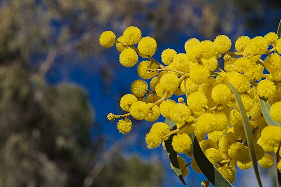 Yellow flourishing eucalyptus and blue sky at Ria Formosa Special Protection Area, Faro, Portugal