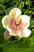 Tepals of Magnolia × wieseneri