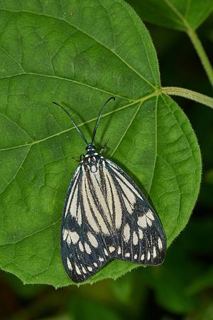 Cyclosia papilionaris female