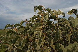 Solanum lycocarpum