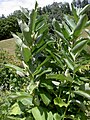 Asclepias syriaca in a garden in Styria, Austria