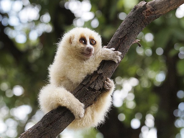 爪哇懶猴（英语：Javan slow loris）（Nycticebus javanicus）是一種原猴靈長類動物，分佈於印尼爪哇島西部和中部，與懶猴、風猩（英语：Bengal slow loris）的關係最相近。該物轉有兩種形態，依據毛髮長度及顏色區分。