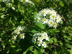 Taulă (Spiraea media)