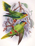 Thumbnail for New Caledonian lorikeet