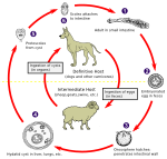 Echinococcosis