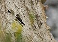 Bank swallow Riparia riparia