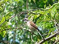 Red-backed shrike Lanius collurio