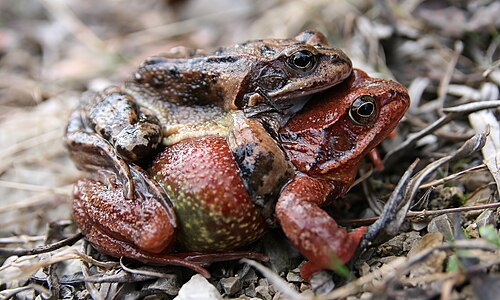 ♀ ♂ Rana temporaria (Common Frogs), mating