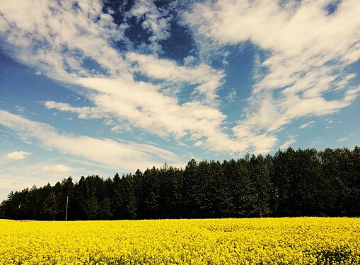 A field planted with rape and a cloudy sky