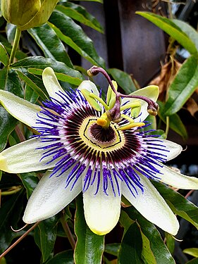 Passion flower