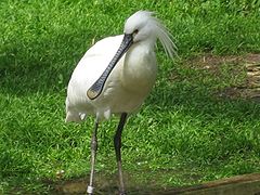 Eurasian spoonbill