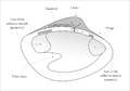 Diagrama del costat intern d'una petxina d'un bivalve com ara un venèride: el sinus pal·lial es troba a la zona inferior esquerra, a l'extrem posterior de la vieira.