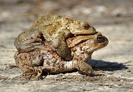 Bufo bufo (Common Toad), mating