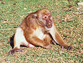 Macaca assamensis