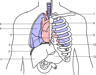 Dessin montrant l'anatomie d'un thorax humain