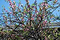 Tree in blossom