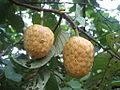 Annona senegalensis