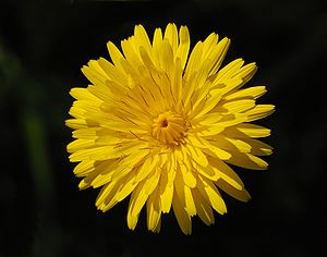 Hieracium lachenalii