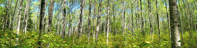 Dans la forêt du Parc national du Mont-Riding au Manitoba