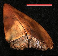 Fossilized tooth of a Squalicorax shark (Microscopy)