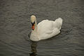 2010-09-20 A swan on the lake at Tal-y-llyn.