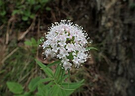 Valeriană (Valeriana tripteris)