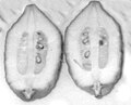 Cross section of Diamante citron, to check for genetic purity