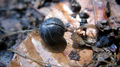 Armadillidiidae, un ejemplar de oniscídeos.