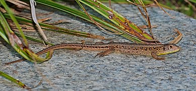 Lézard des souches femelle dans le Brandebourg.