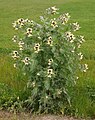 Large flowering henbane