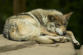 Canis lupus baileyi