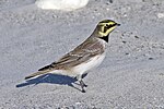 A brown-and-white bird with a yellowish face stands alert on snow.