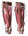 Also showing major blood vessels and nerves.